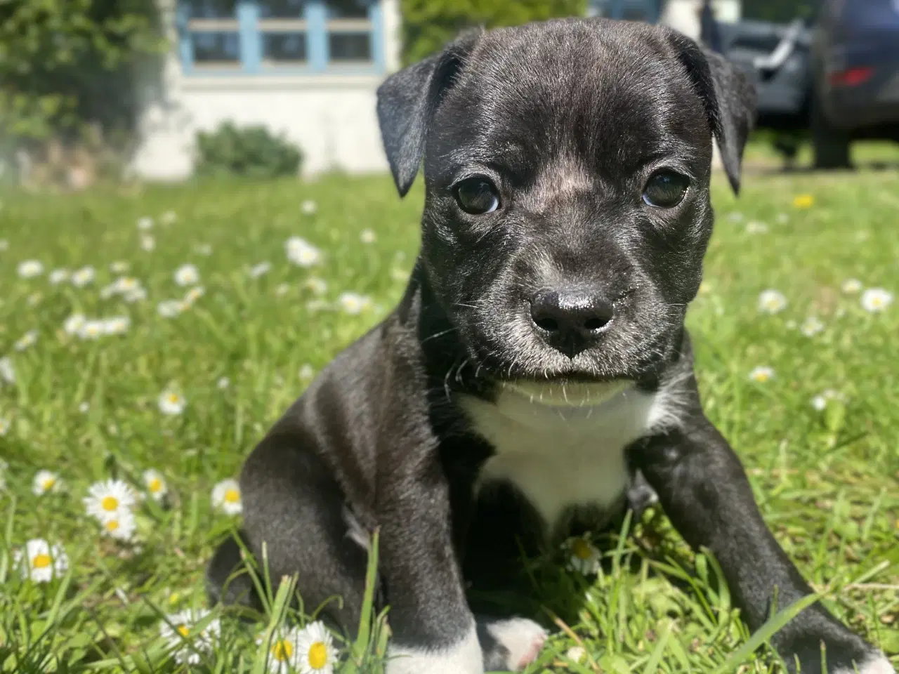 Billede 3 - Staffordshire Bull Terrier Hvalpe 