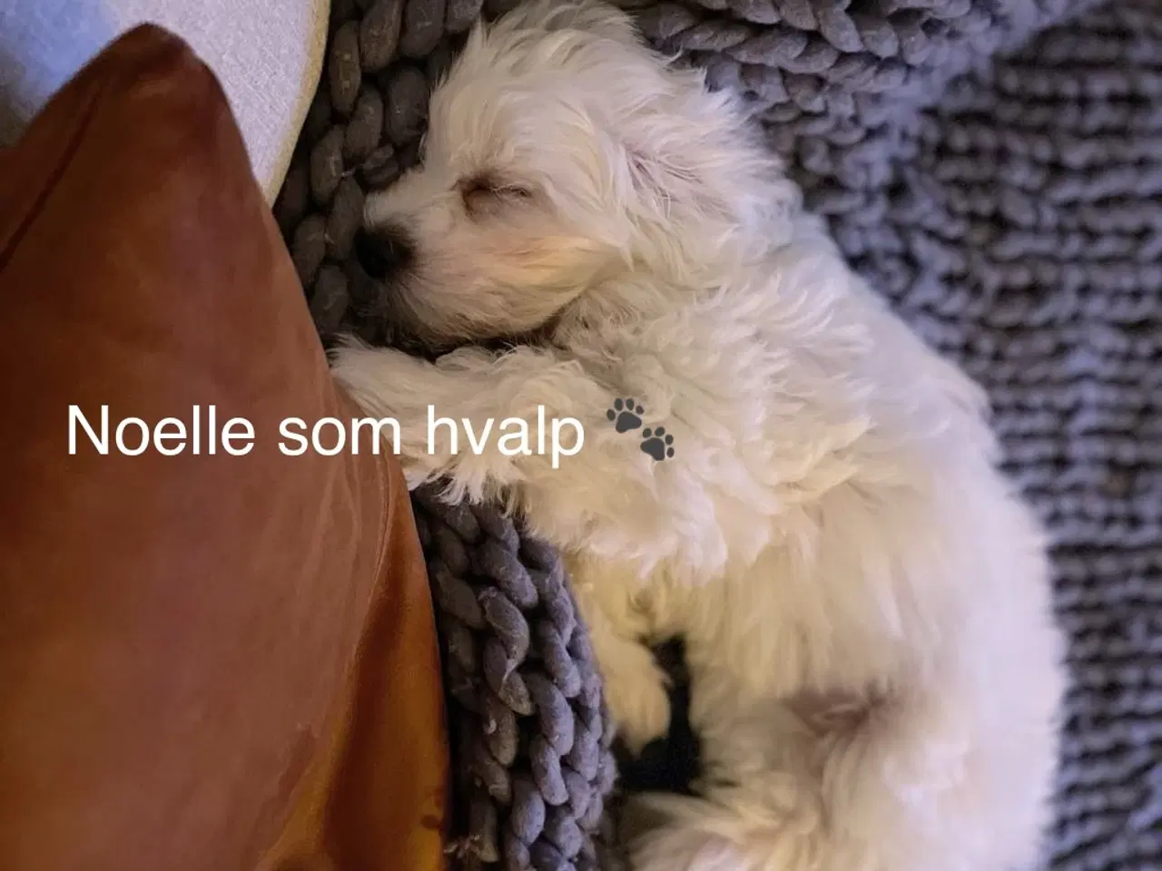 Billede 7 - Skønneste maltersertæve søger nyt hjem