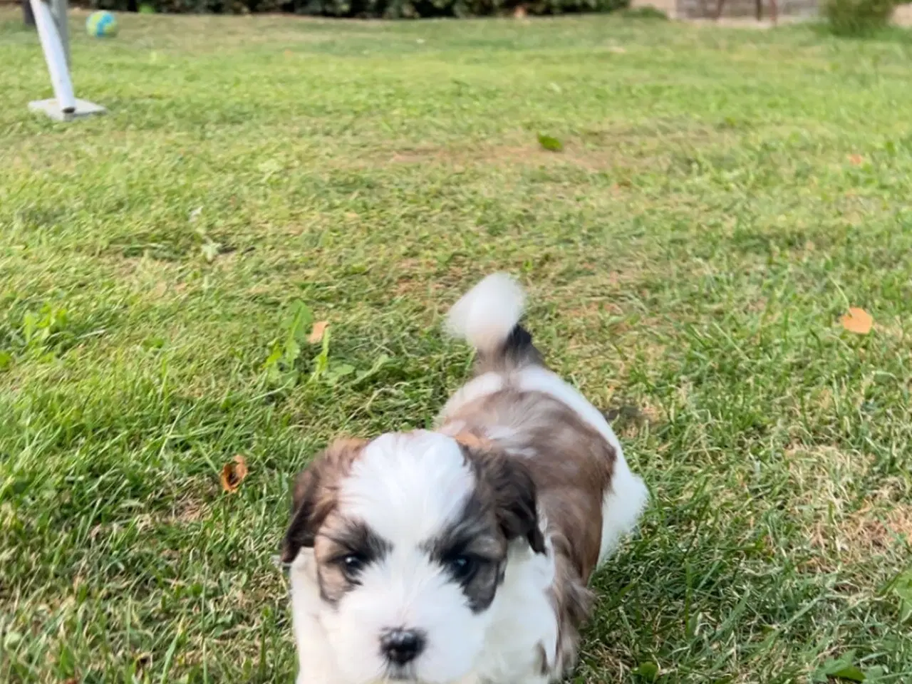 Billede 2 - Super sød og flot biscon havanais shih tzu balndin