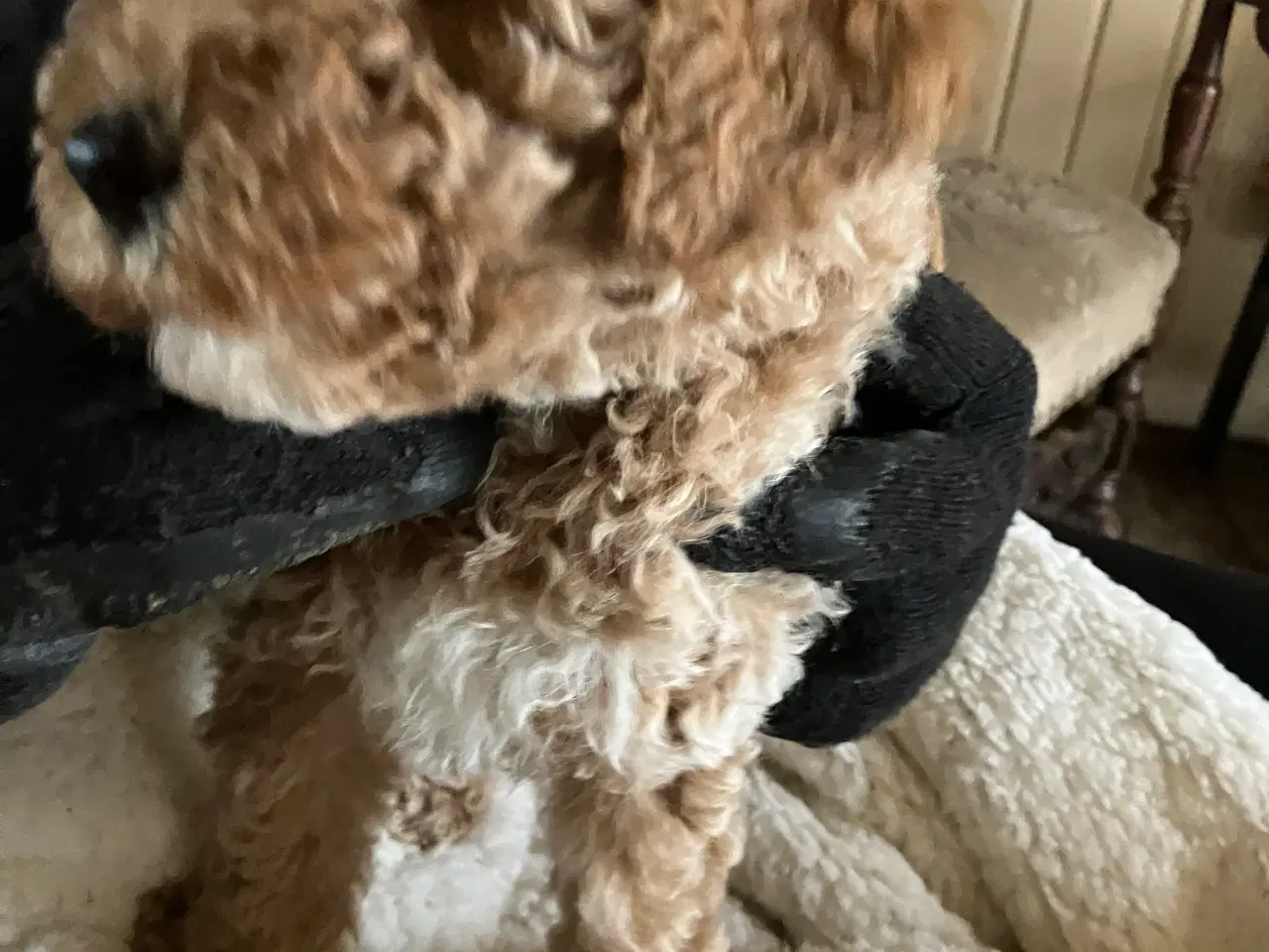 Billede 7 - Mellem labradoodle hvalpe Multigen