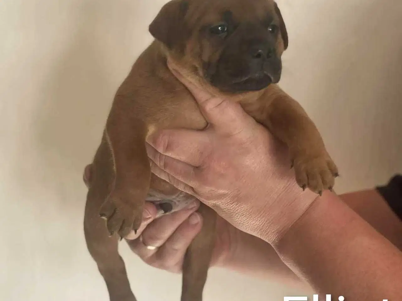 Billede 18 - Smukke Staffordshire Bull Terrier hvalpe DKK 