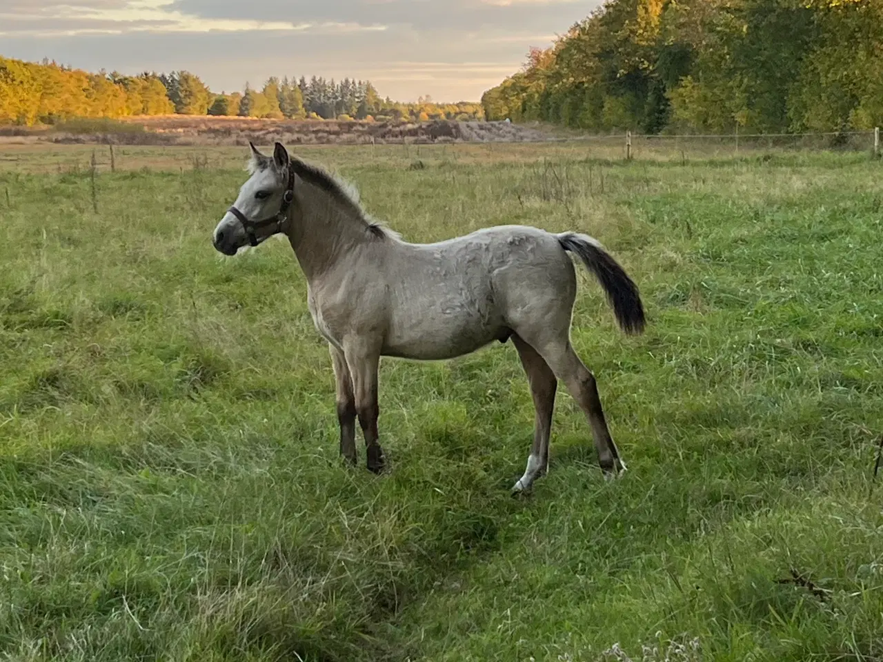 Billede 3 - Hingst føl