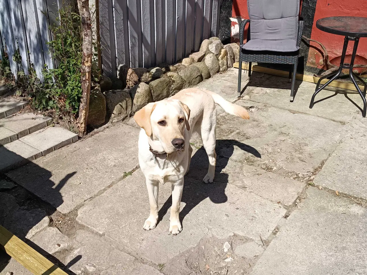 Billede 4 - Labrador Retriever han søger nyt hjem.