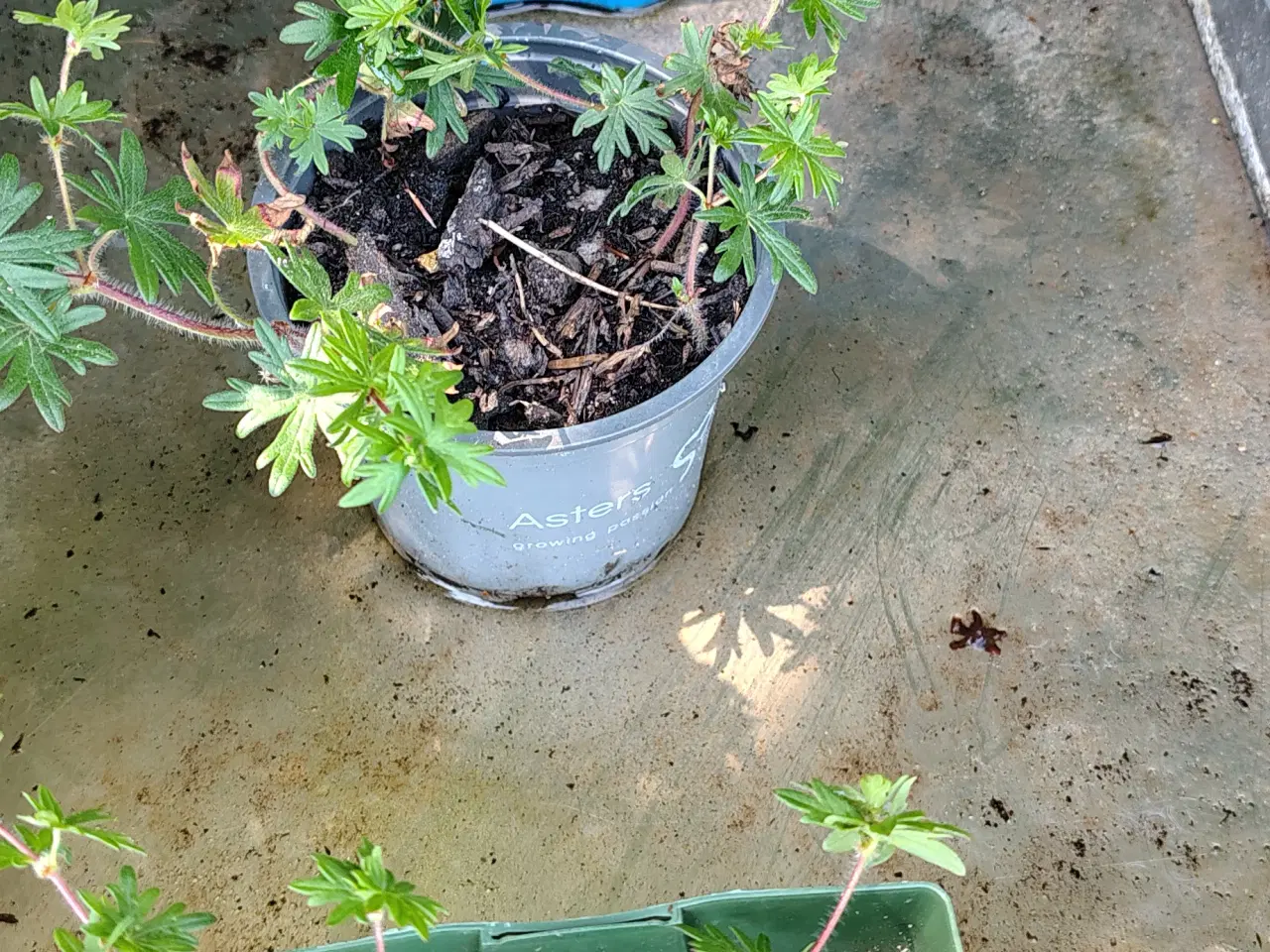 Billede 2 - Geranium sanguineum var. striatum / Stribet Blodst