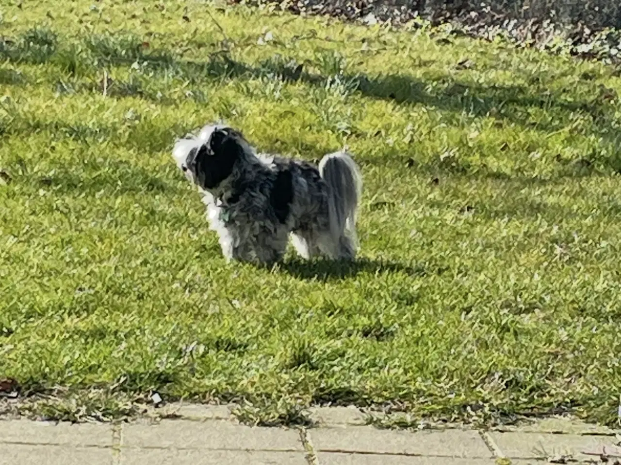 Billede 4 -  parring af Malteser /Yorkshire terrier 