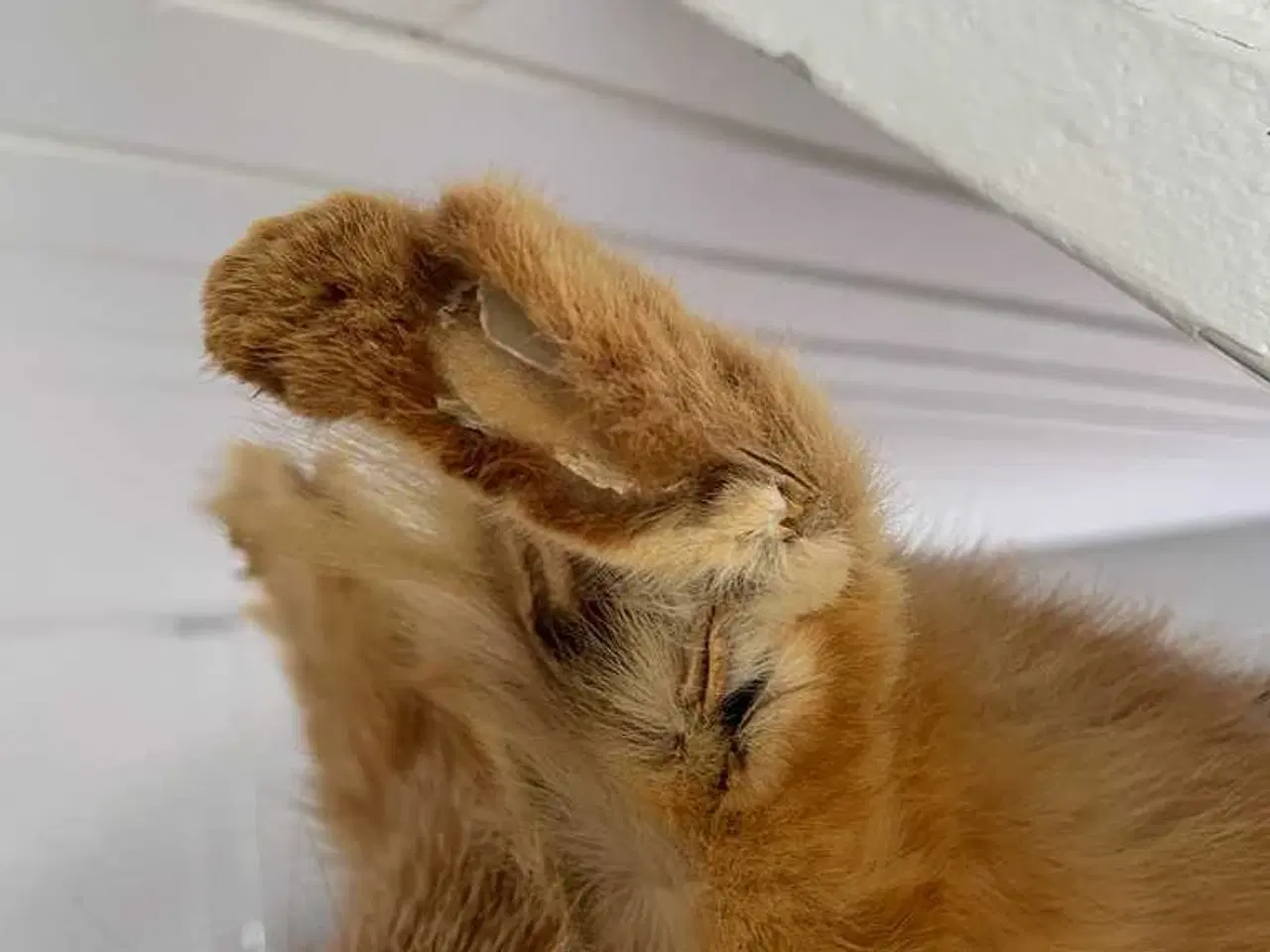 Billede 4 - Hr ræv sælges 