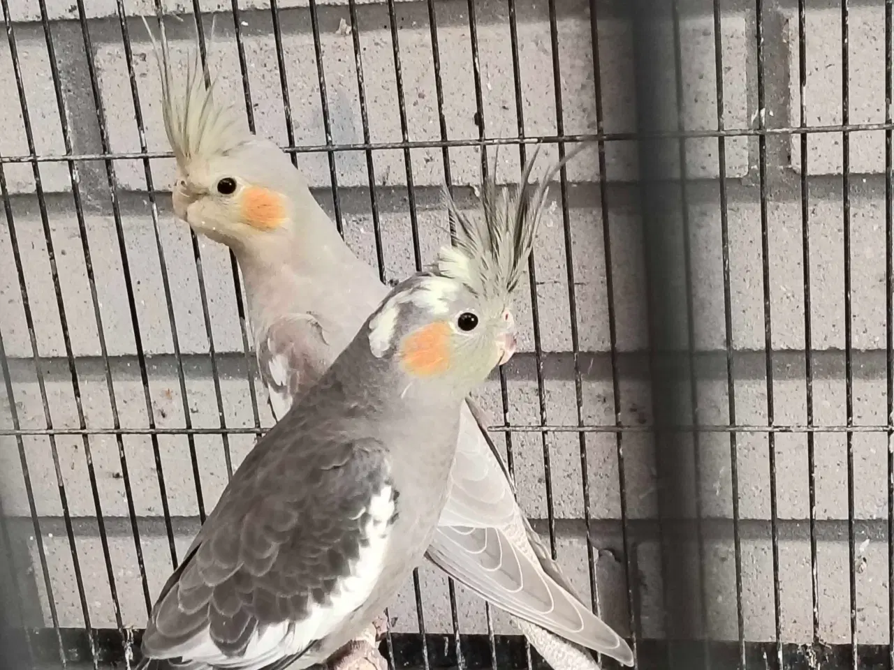 Billede 1 - Nymfe parakitter 