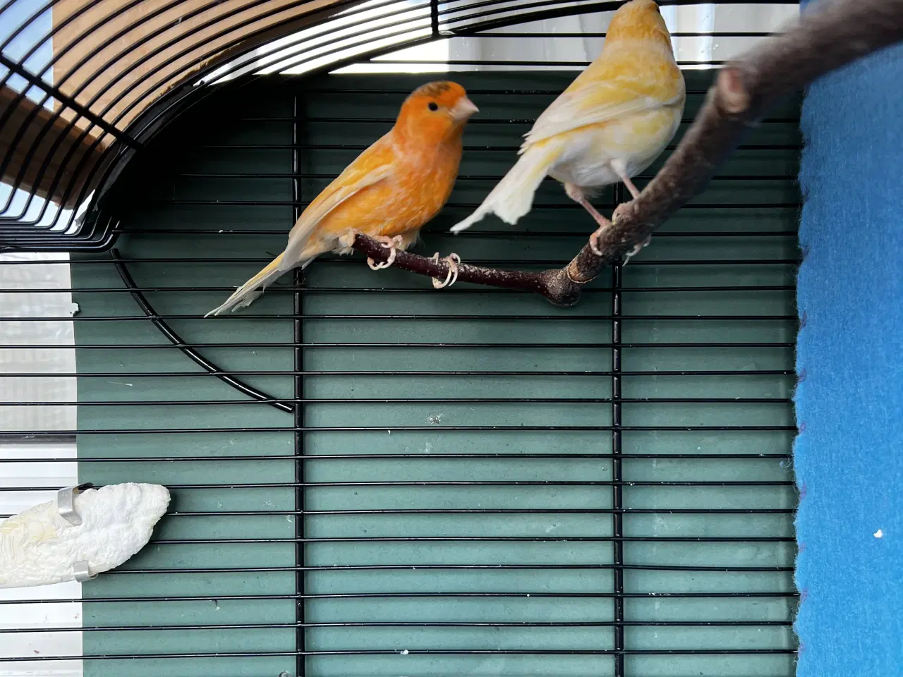 Billede 2 - Et elegant par unge kanariefugle