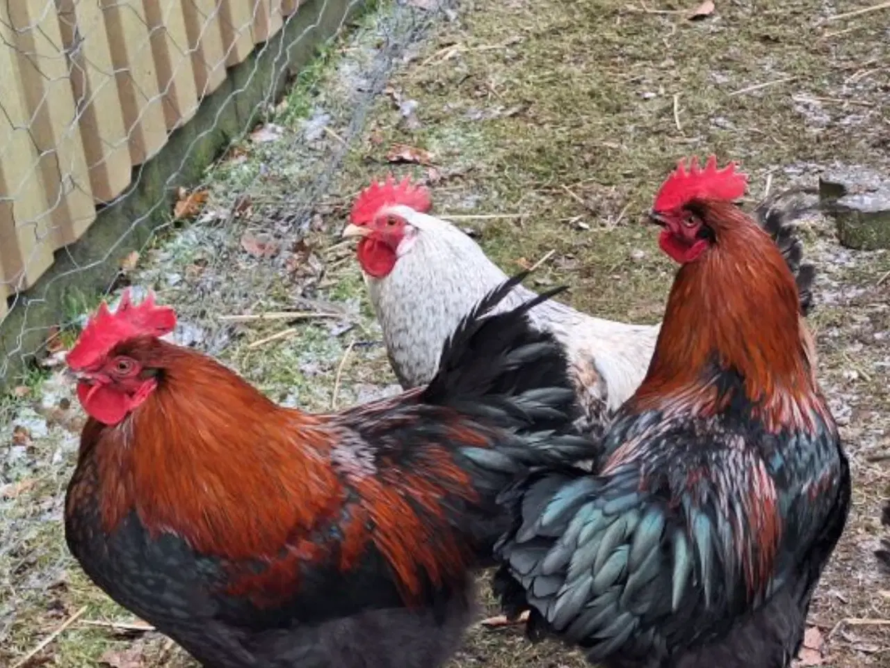 Billede 2 - Cream Lagbar og Sort Kobber Maran haner.