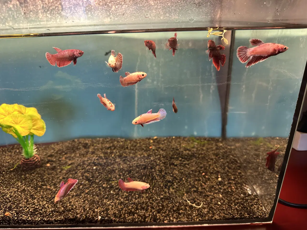 Billede 3 - Siamesiske kampfisk