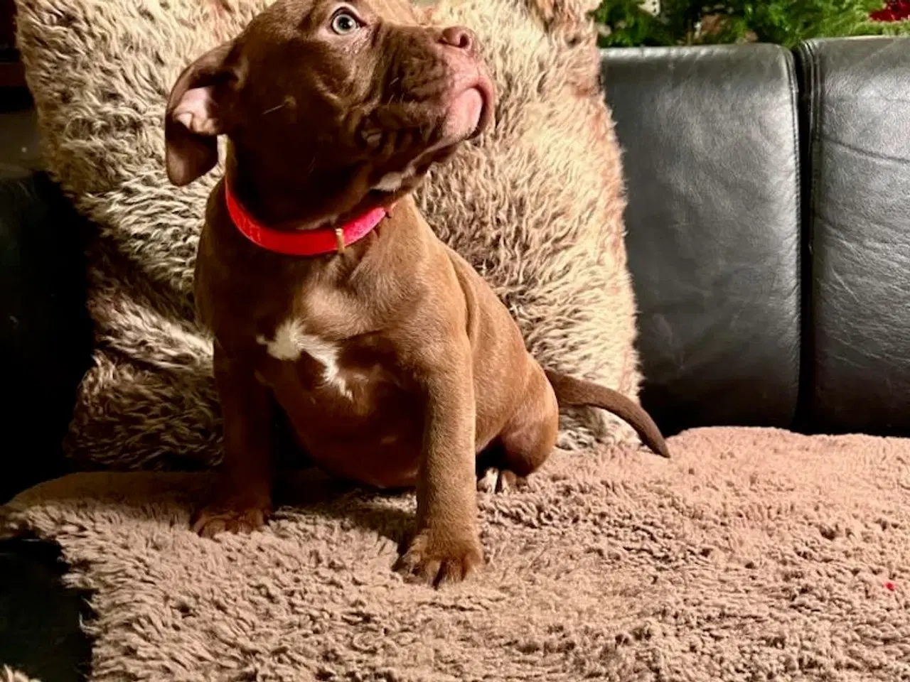 Billede 9 - Old english bulldog