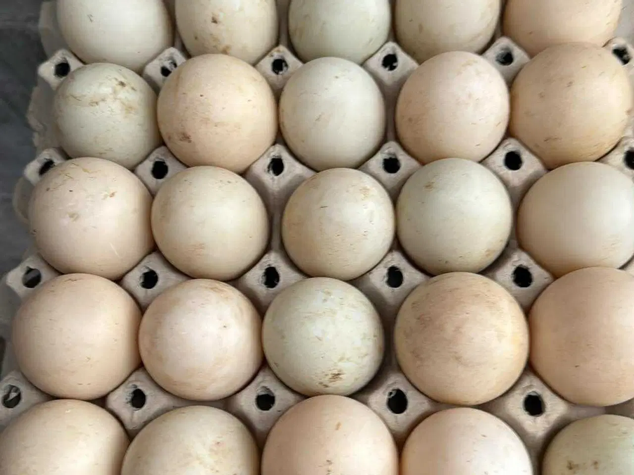 Billede 2 - 10 andeæg til salg i 6818