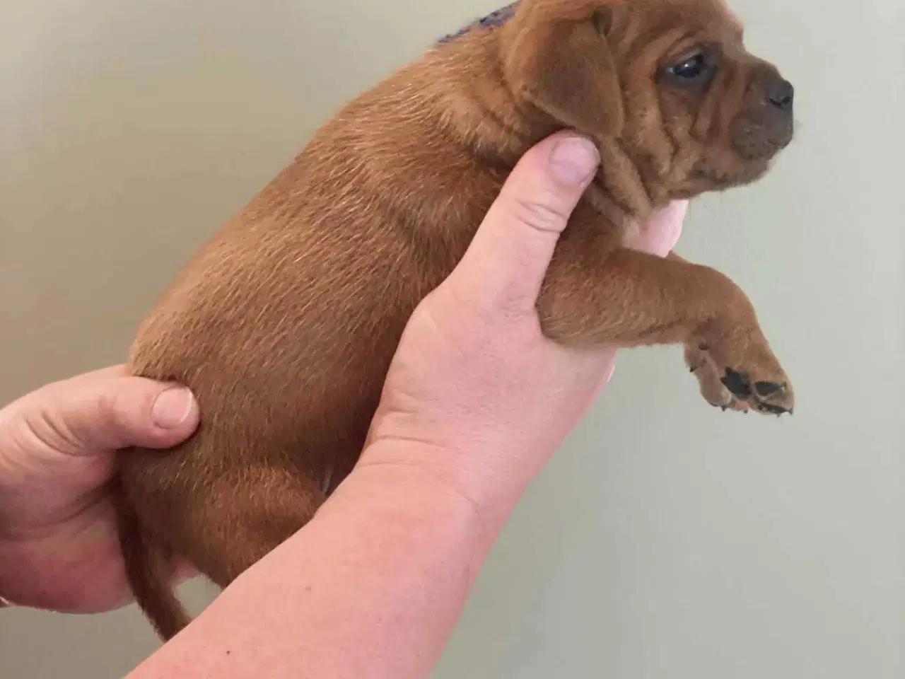 Billede 2 - Smukke Staffordshire Bull Terrier hvalpe DKK 