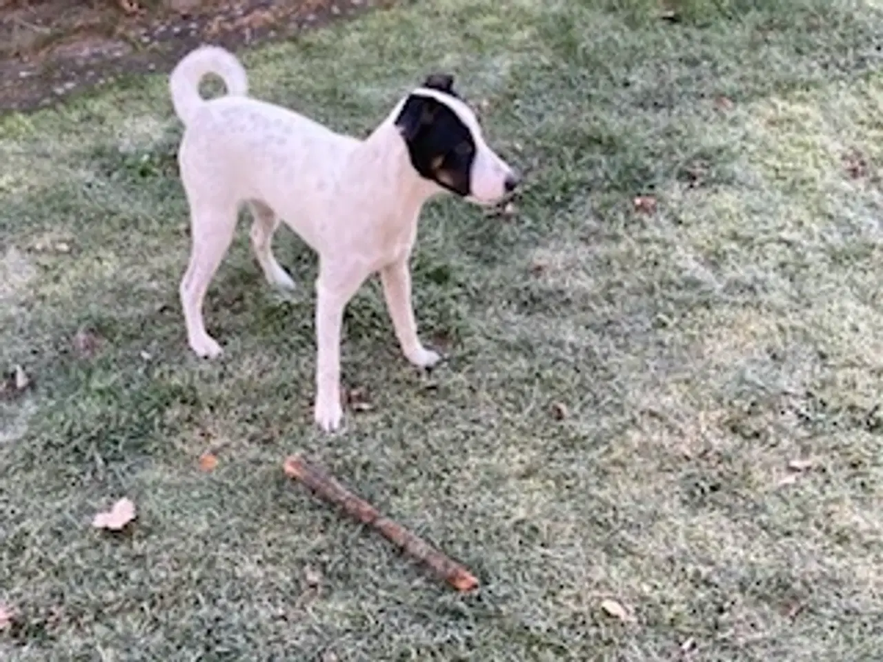 Billede 2 - Dansk/svensk gårdhund på 5 mdr 