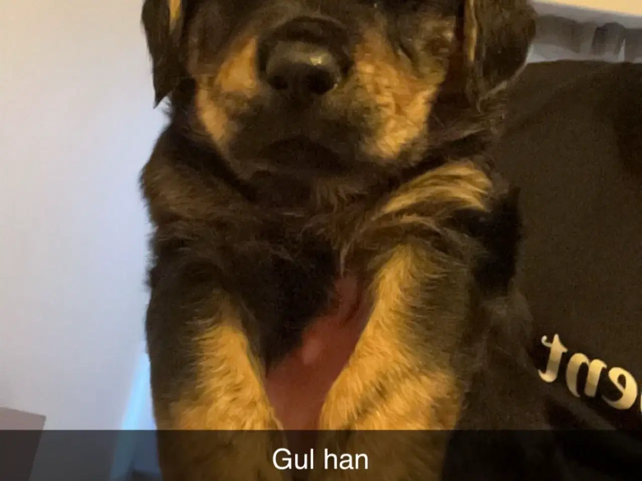 Billede 1 - Golden Retriever/Rottweiler hvalpe 