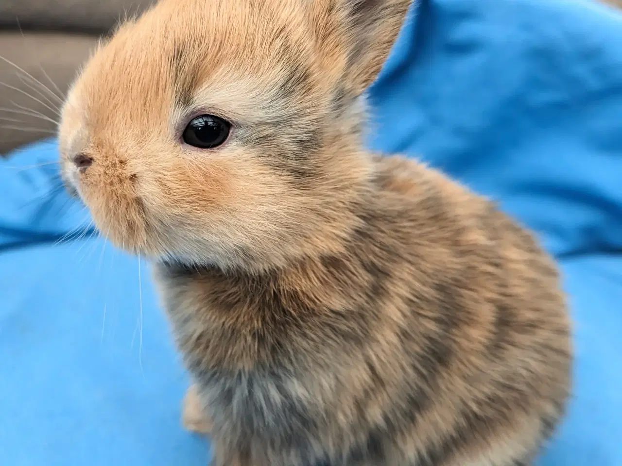 Billede 1 - Hermelin kaninunge