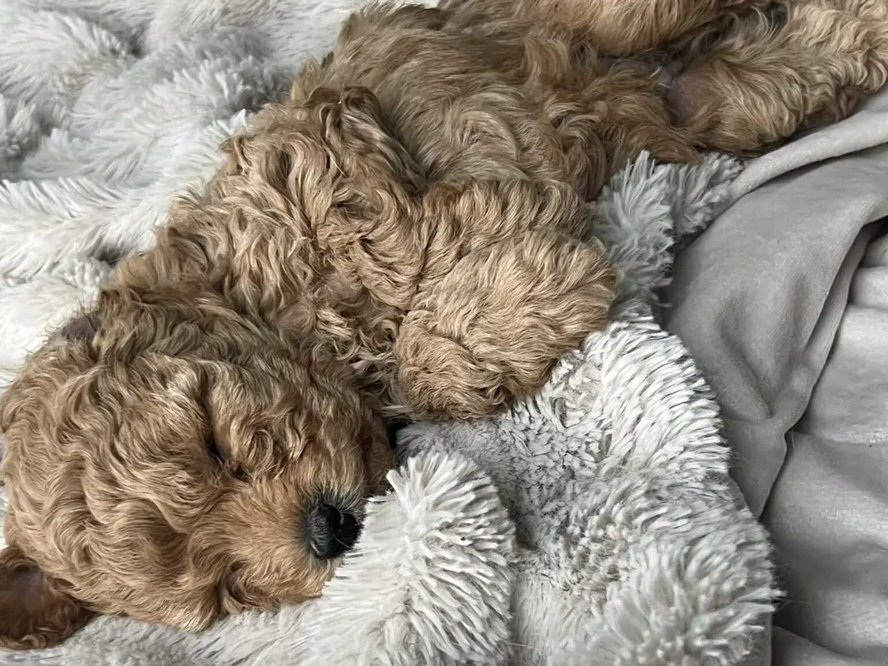 Billede 9 - 🐩 Små dværgpuddelhvalpe søger nye kærlige hjem 🏡