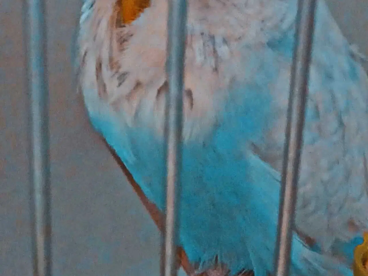 Billede 16 - Fin engelsk undulat han