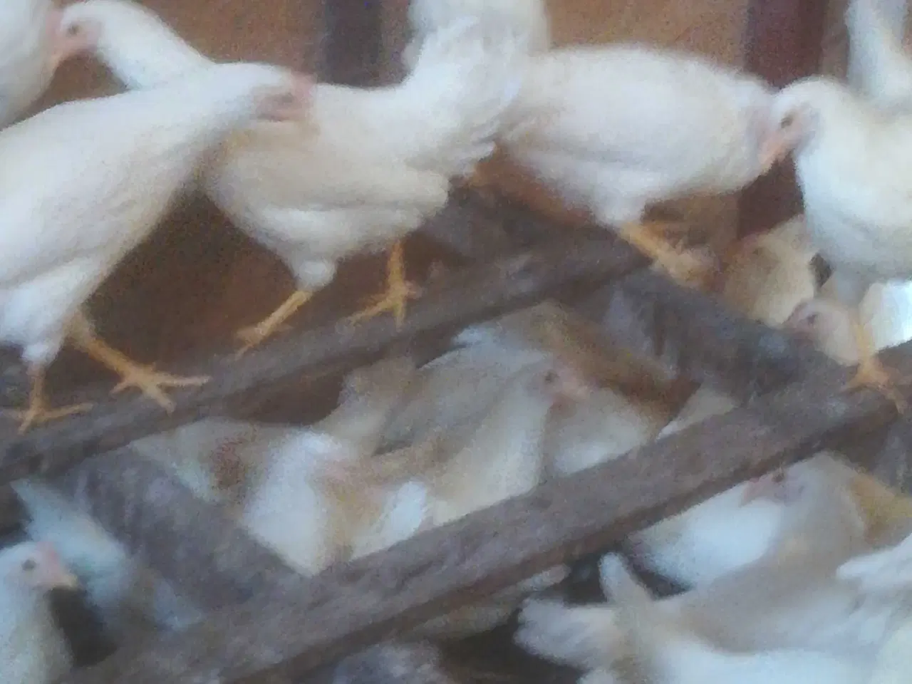 Billede 5 - Rigtig god ægge lægger på 20 uge