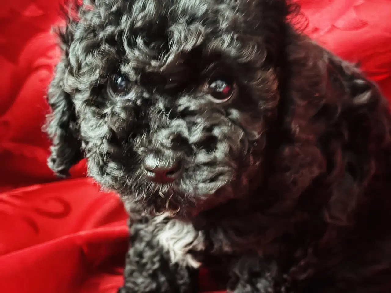 Billede 3 - Cavapoo hvalpe