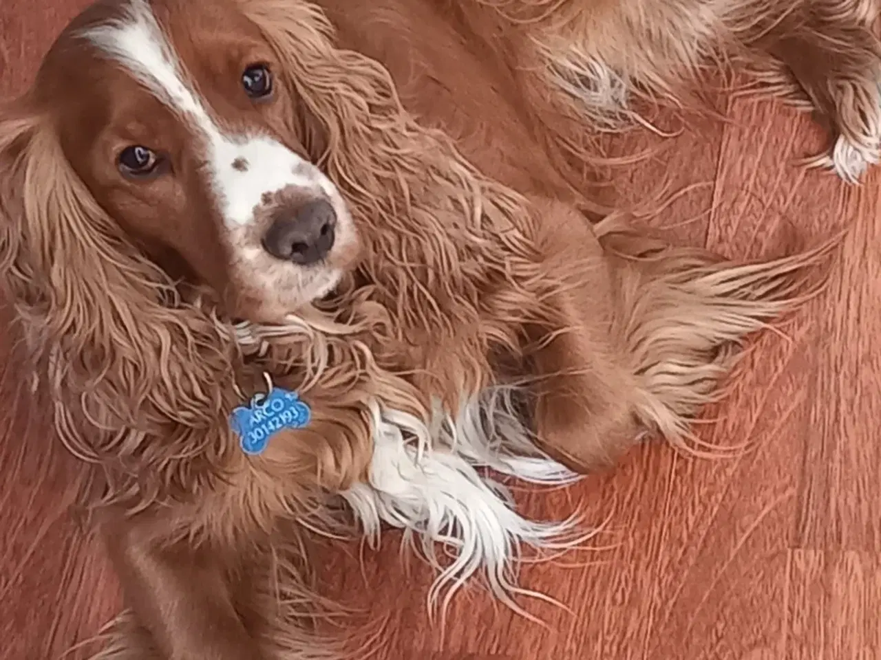 Billede 11 - Engelsk cocker spaniel hvalpe 