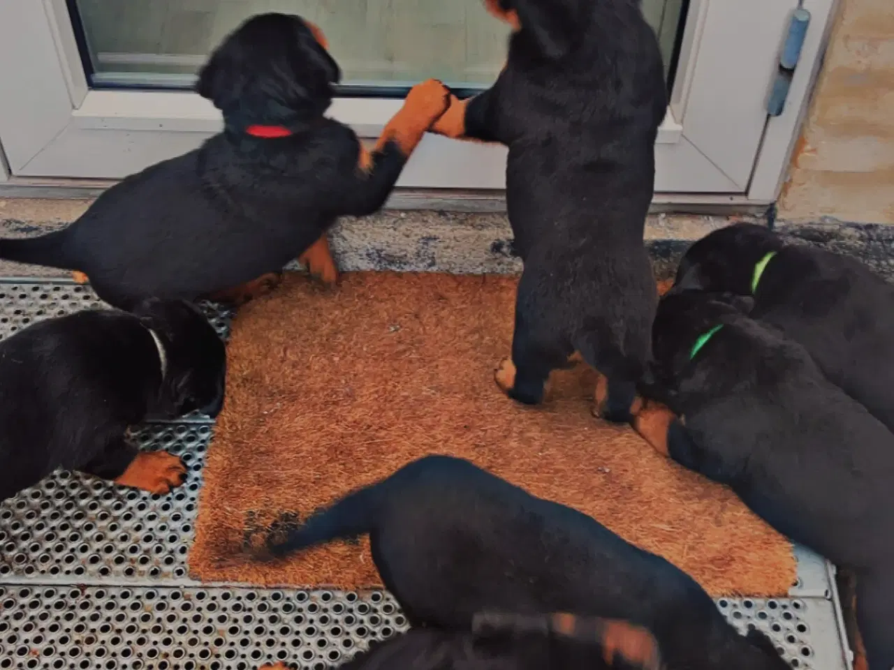 Billede 2 - 6 uger’s skønne hvalpe søger nyt hjem.