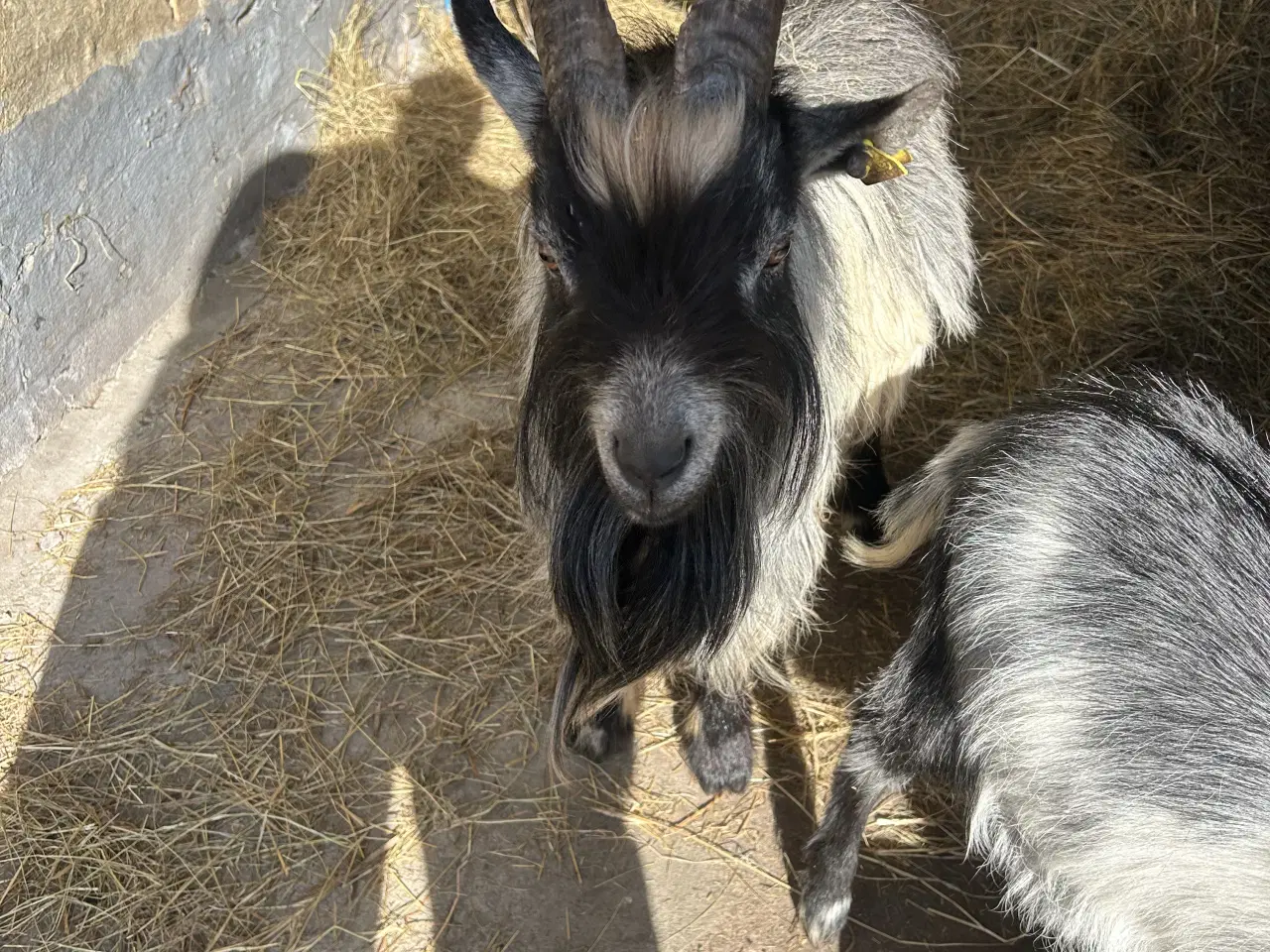 Billede 2 - Dværgged 