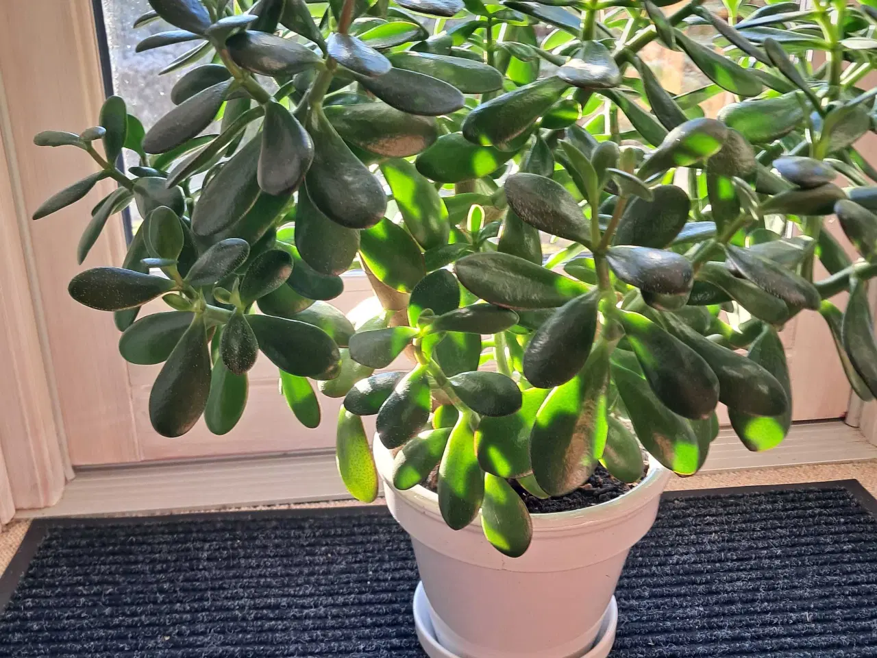 Billede 1 - Stueplante