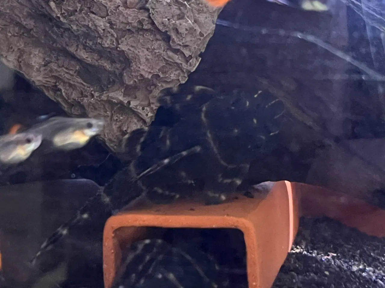 Billede 1 - L malle 204