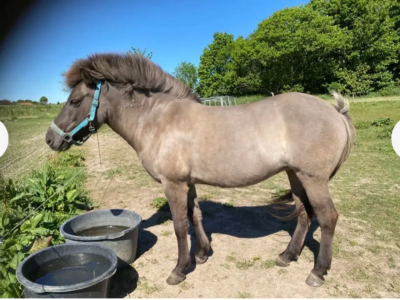 Billede 6 - Smuk sortblak hoppe