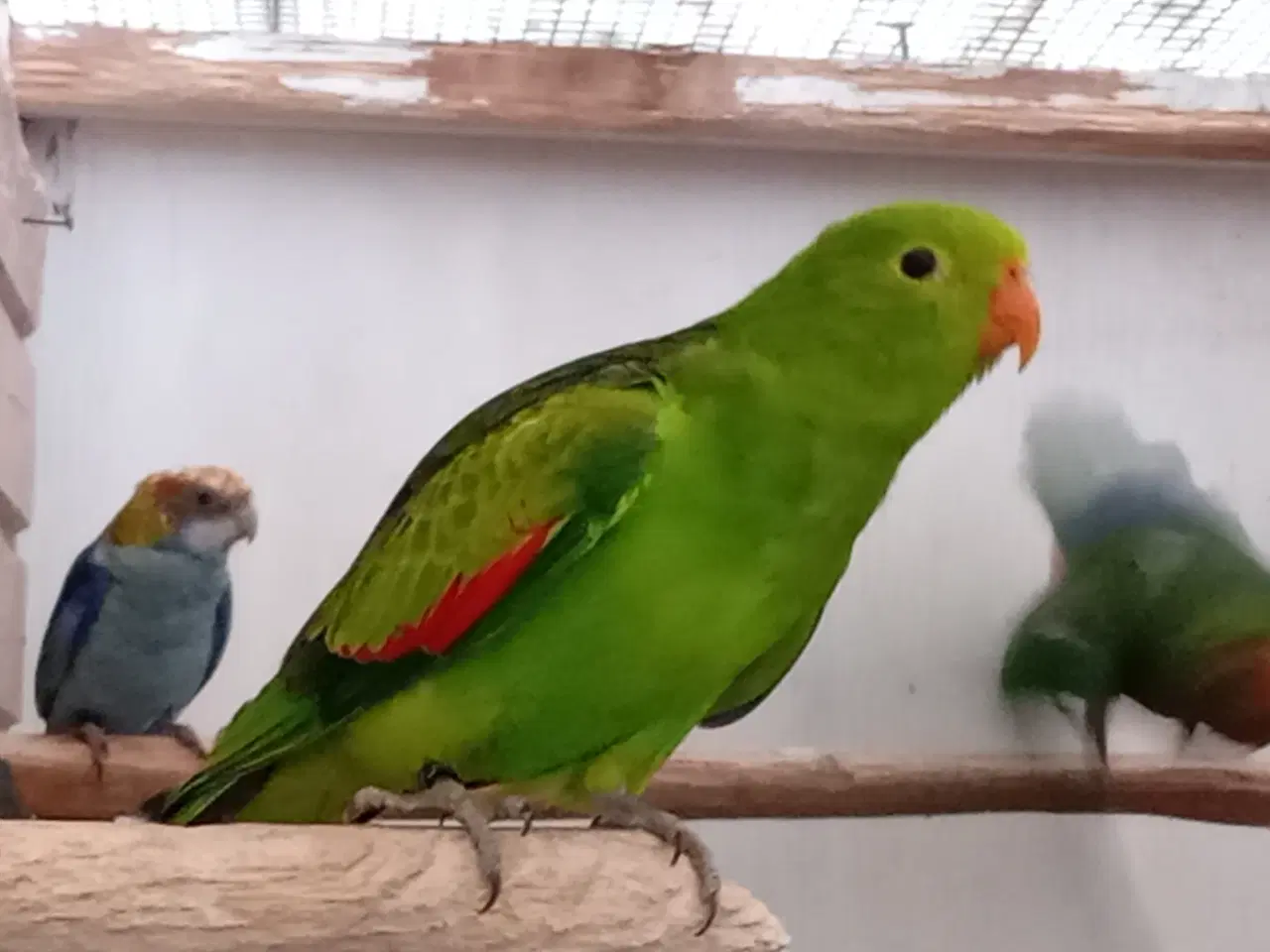 Billede 1 - 3,0 Rødvinget