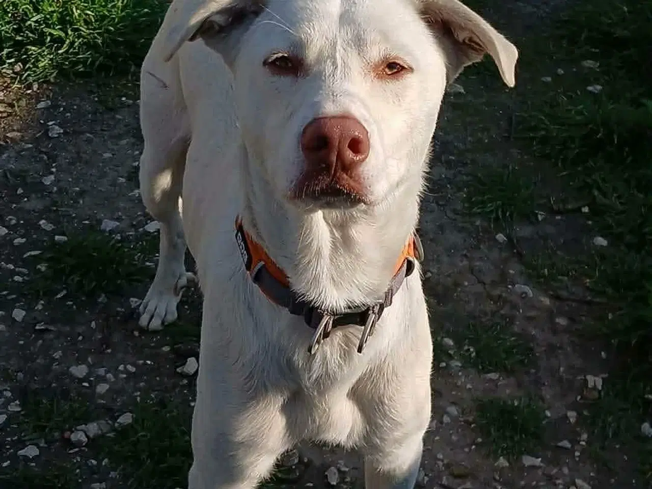 Billede 3 - Smukkeste Snoopy søger sit helt eget hjem