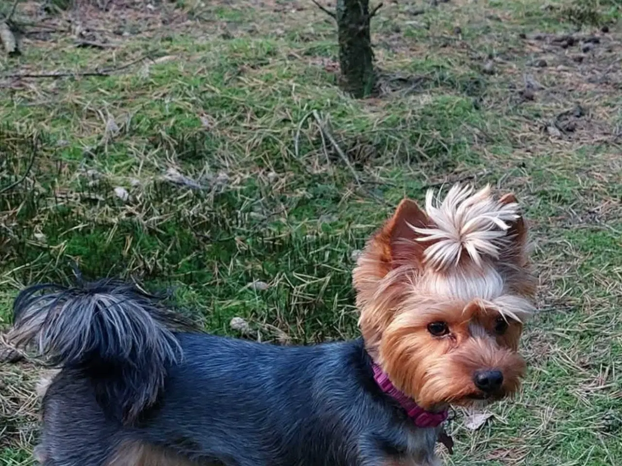 Billede 6 - 🐶 01.09.2025 York Terrie 