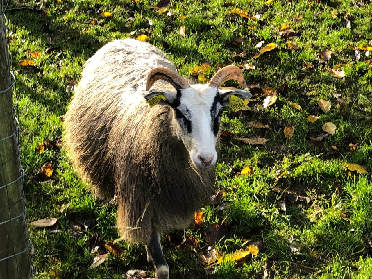 Billede 8 - Gute får