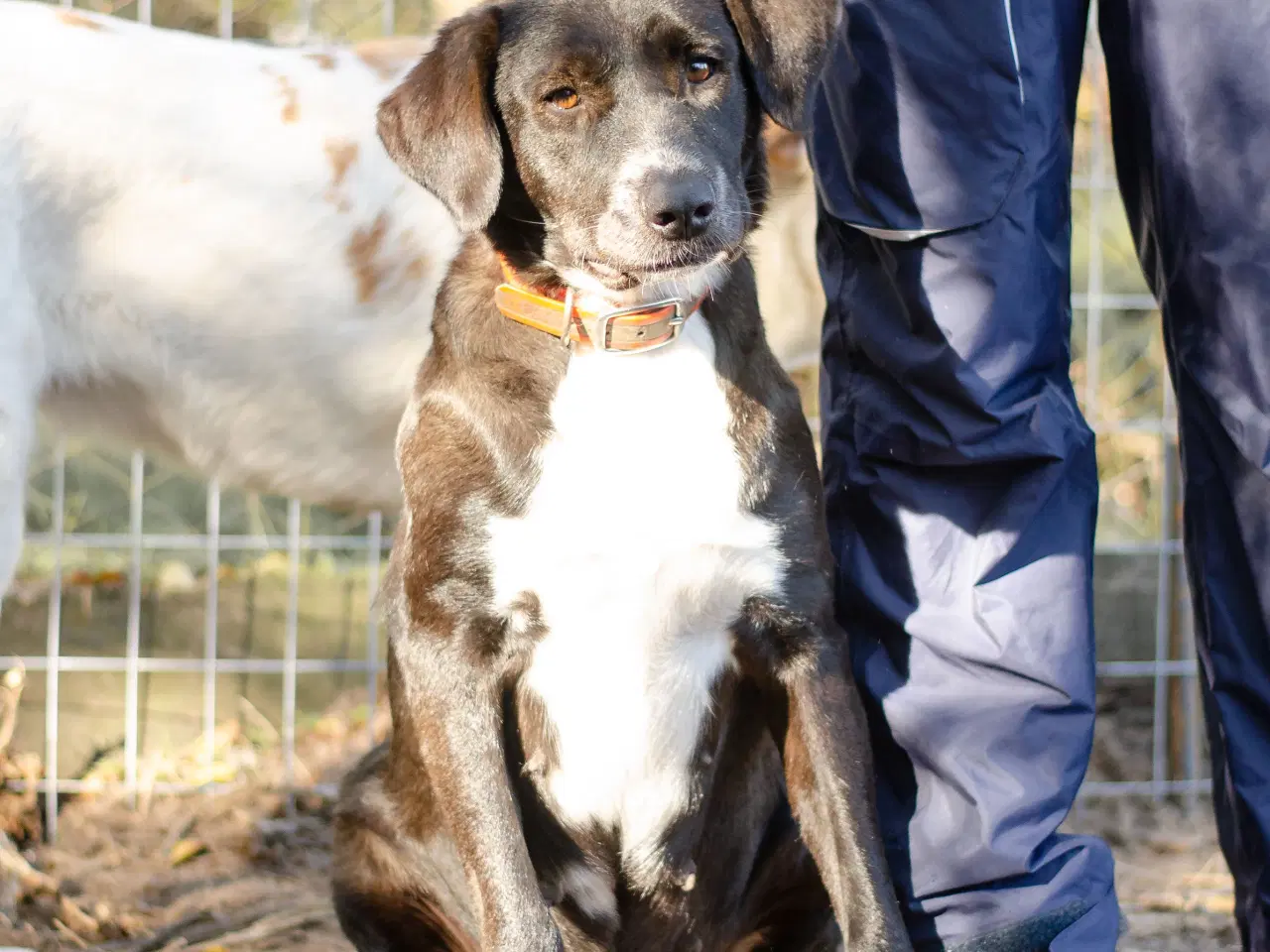 Billede 6 - Skønne Callie søger familie