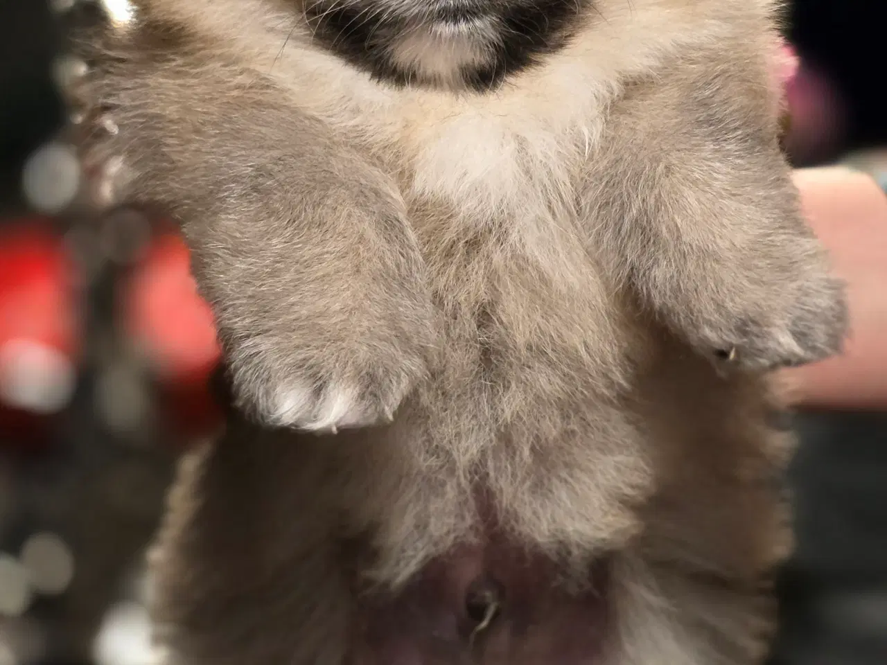 Billede 11 - Pomeranian hvalpe , 4 søde drenge. 