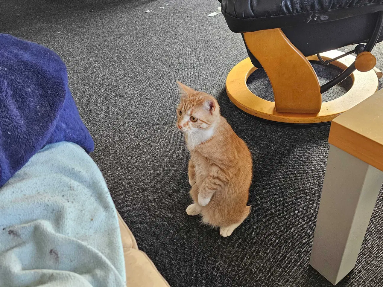Billede 4 - Rød hun kat