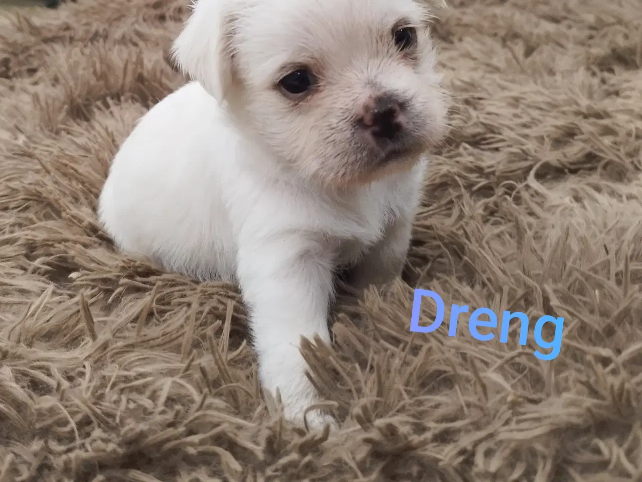 Billede 4 - Mops/Coton de Tulear 