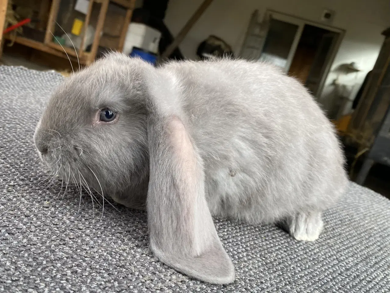 Billede 7 - FRANSK VÆDDER HAN BLÅ