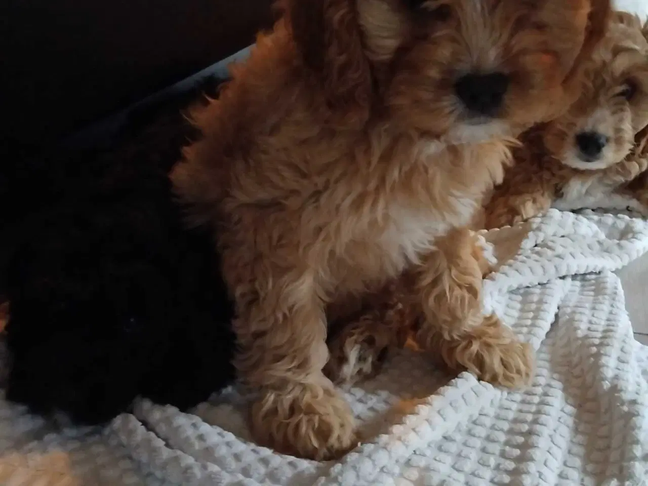 Billede 5 - Lækre bløde cavapoo hvalpe 