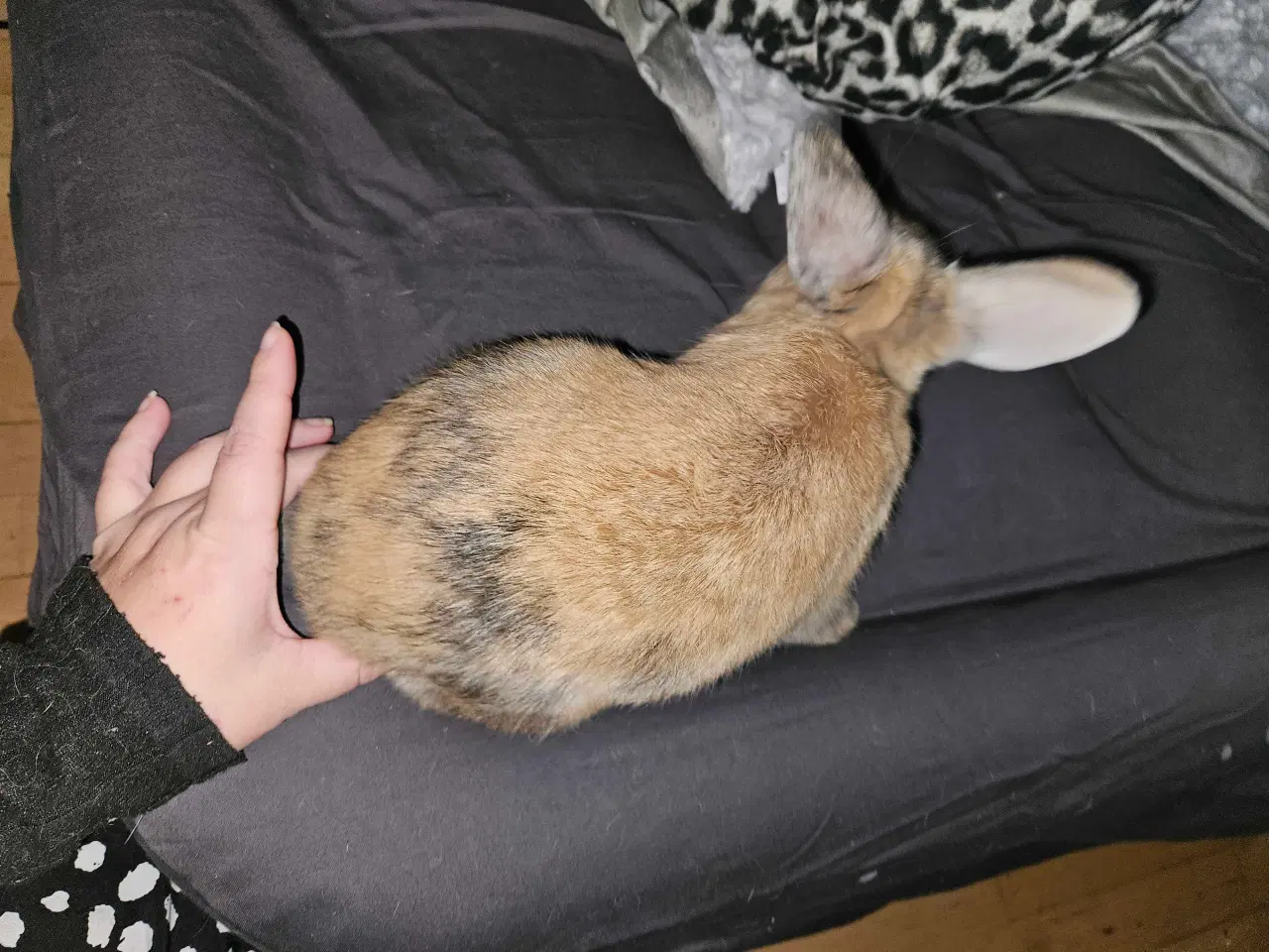 Billede 3 - Han kanin unge