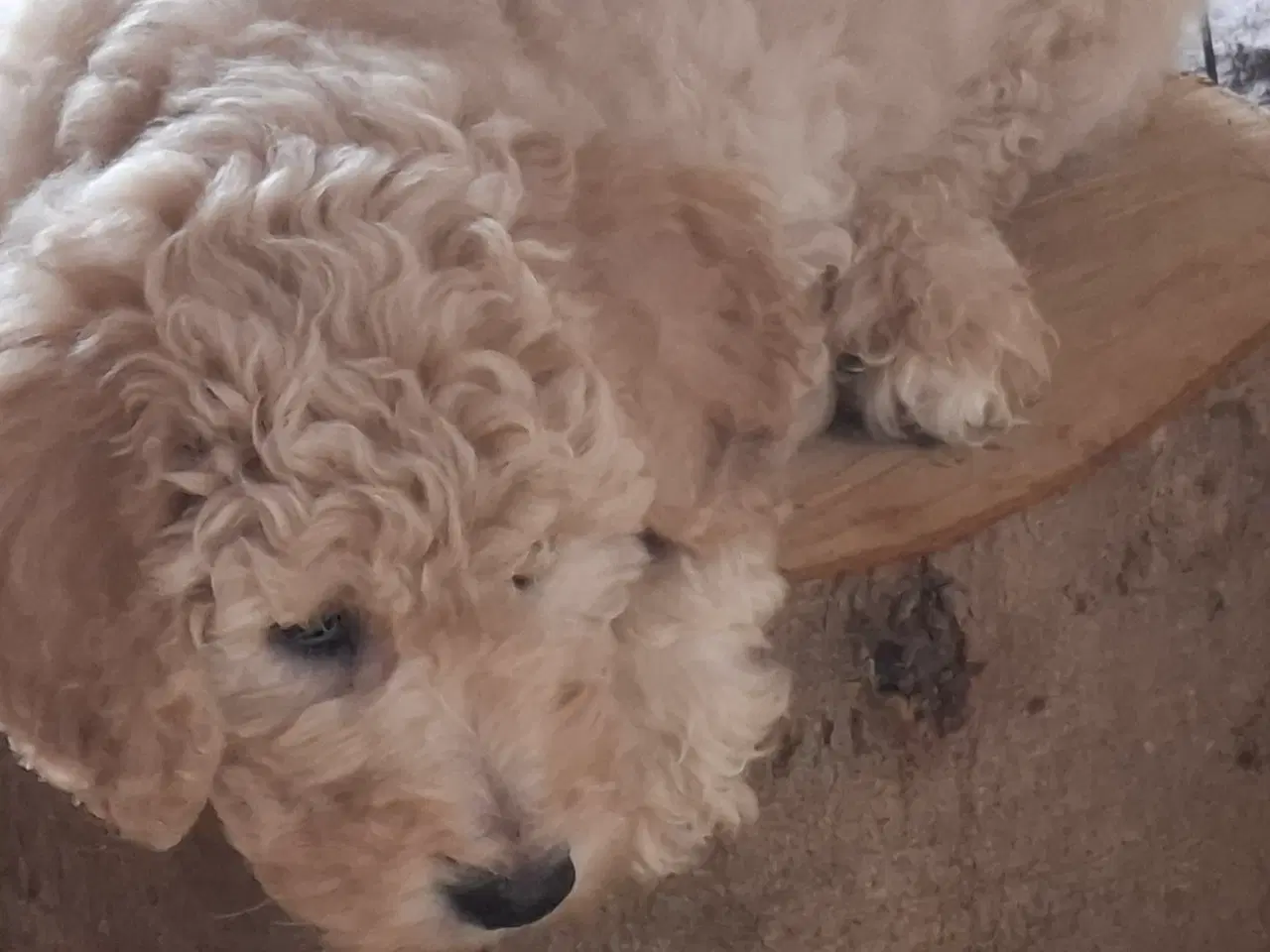 Billede 7 - Goldendoodle/ Labradoodle medium F2 