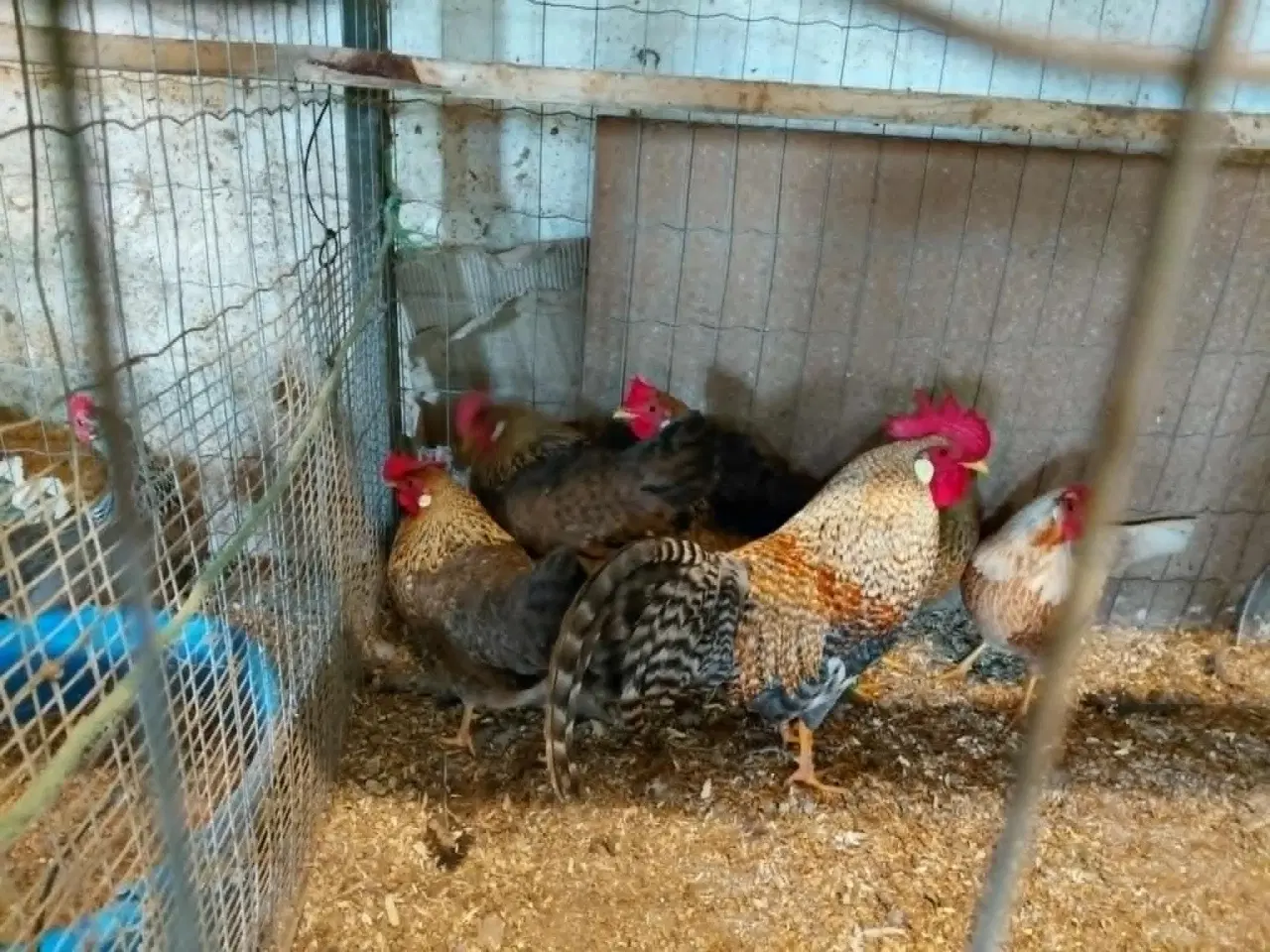 Billede 1 - Dværghøns Legbar