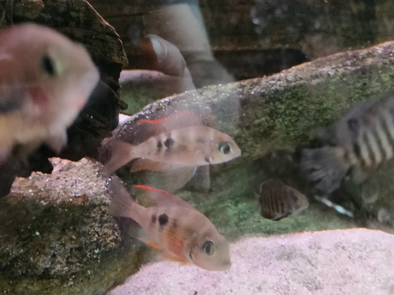 Billede 3 - Akvarier fisk 