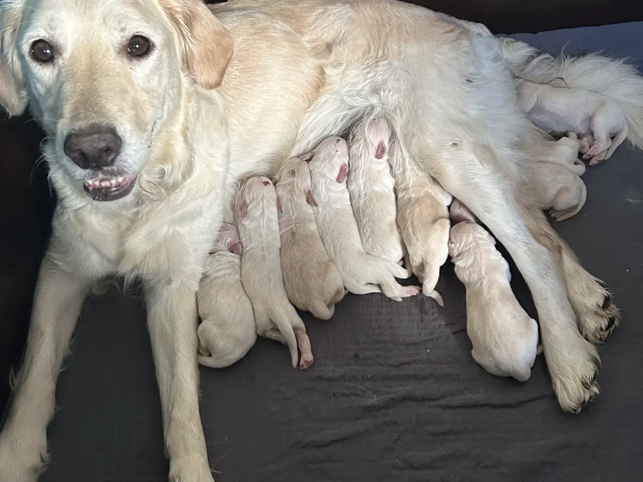 Billede 6 - Golden retriever hvalpe