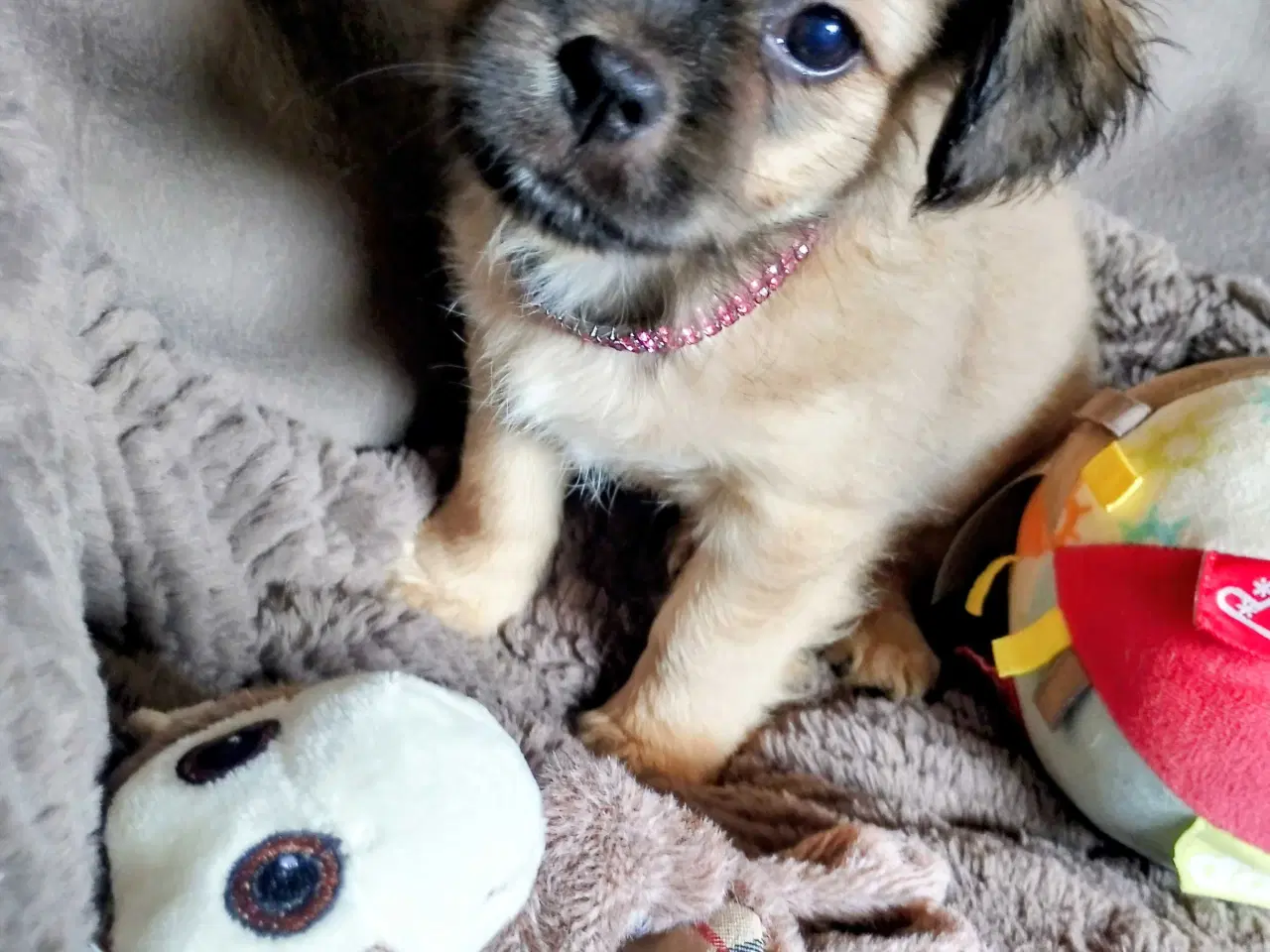 Billede 3 - Dejlige små race blandings hvalpe