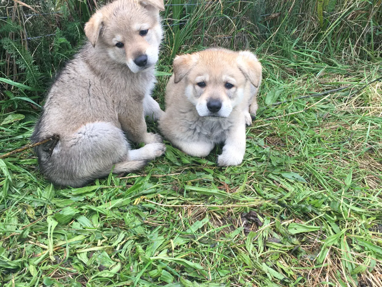 Billede 7 - Hvalpe af hvid schæfer og tjekkoslovakisk ulvehund