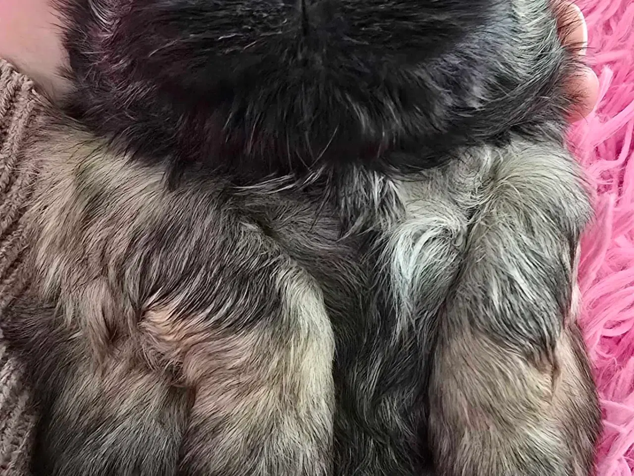 Billede 3 - 2 dejlige drenge 