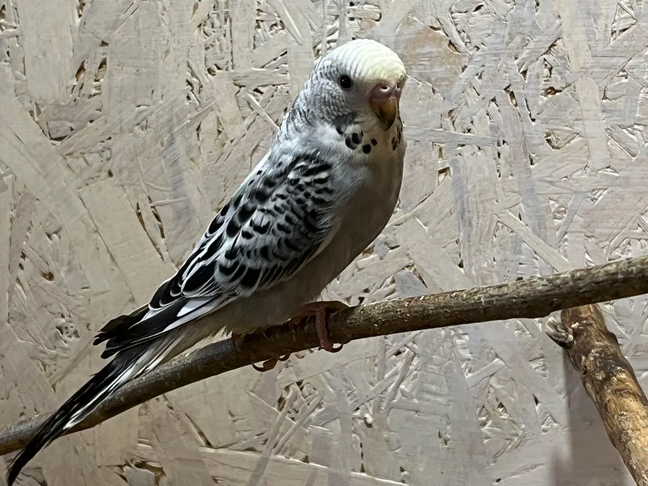 Billede 3 - Undulatunger 