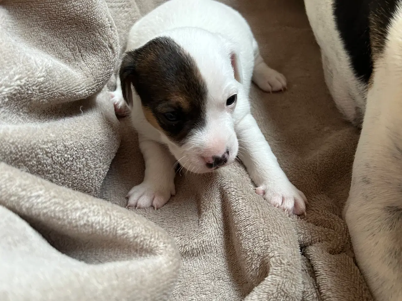 Billede 4 - 4 dejlige Jack Russel hvalpe sælges 